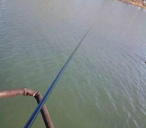 手竿钓鱼视频高清,高清手竿钓鱼技巧全解析