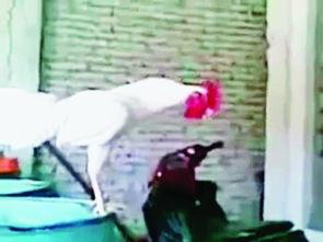 公鸡笑视频,欢乐瞬间，笑料横生