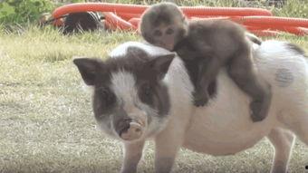 猪猪交配视频,揭秘猪类交配奥秘