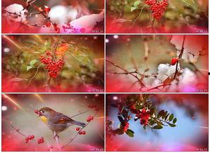 红豆相思视频,穿越时空的浪漫邂逅