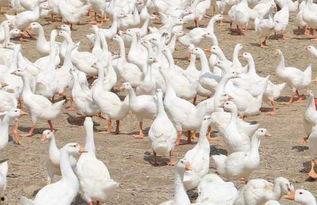 成年鹅视频,成年鹅的精彩瞬间回顾