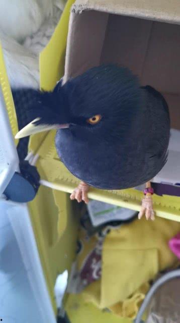 鸟说话视频,揭秘鸟类视频中的奇妙对话