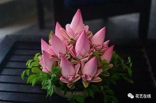 叠荷花视频,视频捕捉夏日美景瞬间