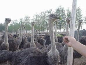 鸵鸟苗视频,从孵化到展翅翱翔