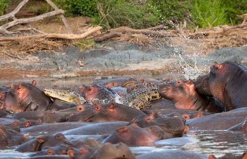 鳄鱼吃河马视频,鳄鱼捕食河马生死对决