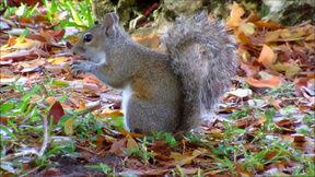 松鼠视频大全,趣味横生的动物世界